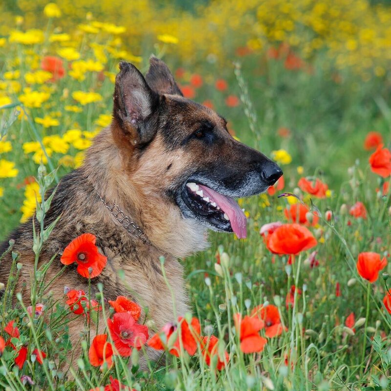 West of Sicily - Vacanza con il cane in Sicilia | © Archivio West of Sicily